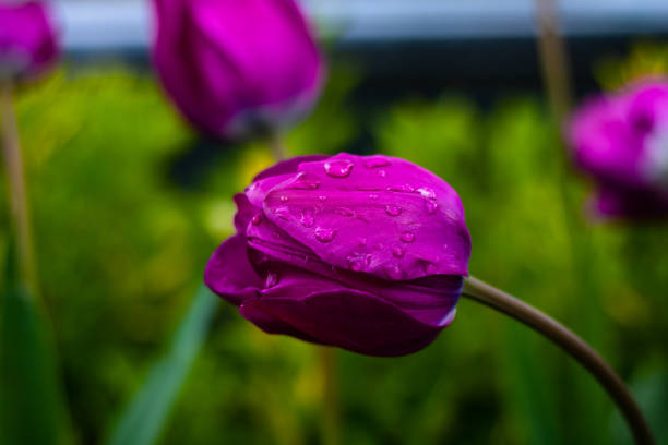 A purple tulip with water drops on it.