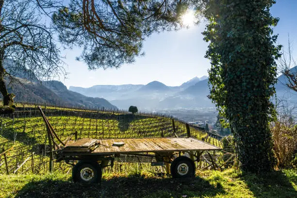Sunny view of vineyards valley of castle Ramets near Merano, Trentino-Alto-Adige region, Italy.