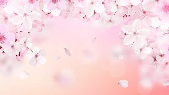Blossoming light pink sakura flowers. Beautiful print with place for text. Realistic cherry flowers. Vector illustration.