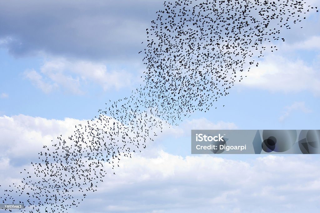Starlings - Foto de stock de Estornino libre de derechos
