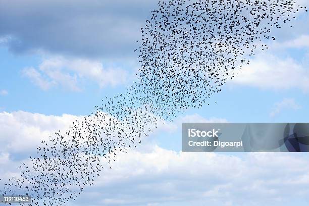 Starlings Foto de stock y más banco de imágenes de Estornino - Estornino, Volar, Azul