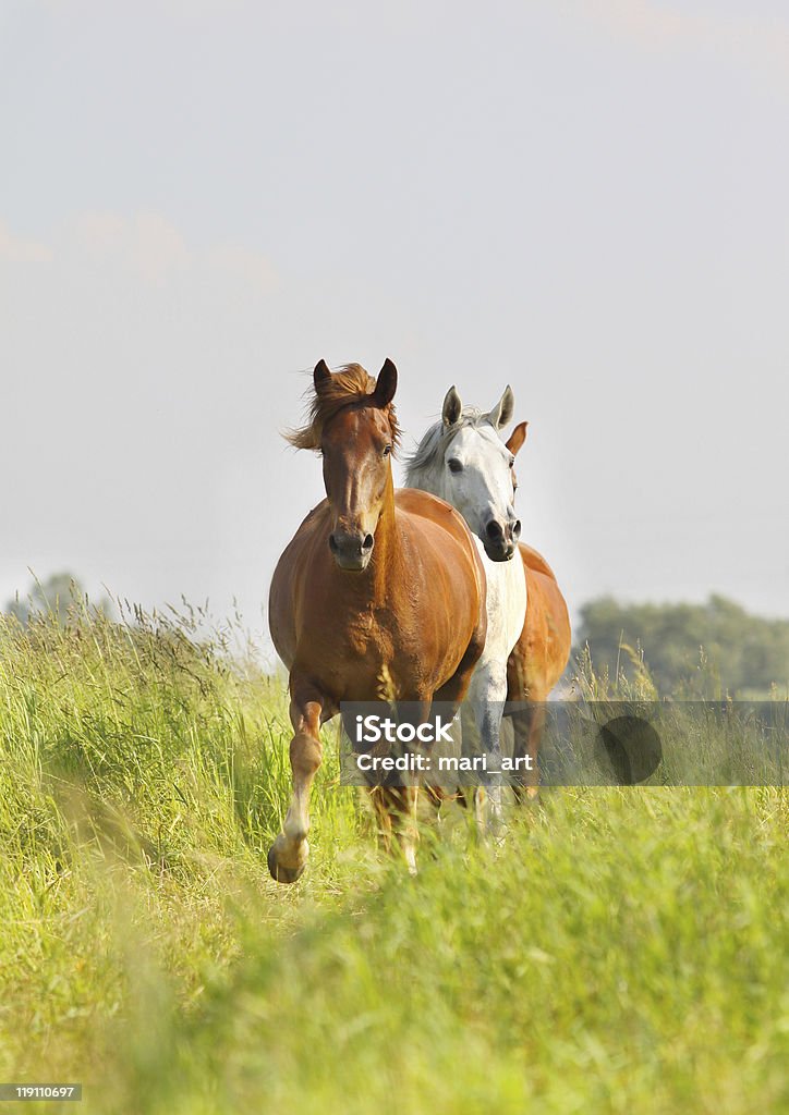 Mandria in campo - Foto stock royalty-free di Ambientazione esterna