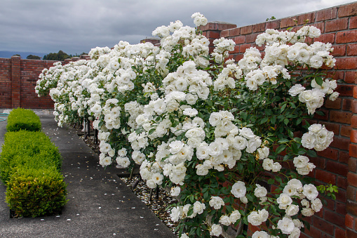 Row of beautiful Iceberg standard rose in bloom in our garden at home with a red brick wall at the back and a buxus hedge at the front