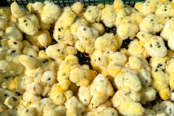 viele kleine bunte hühner in einer kiste - baby chicken eggs young bird easter stock-fotos und bilder