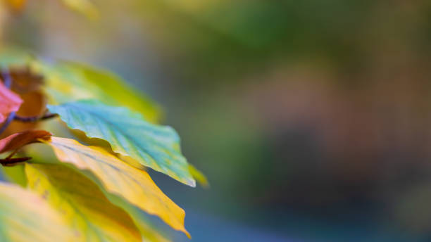 istock Leaves in autumn 1191111265