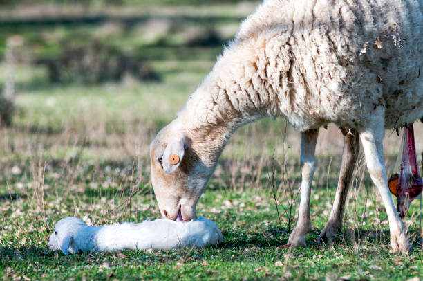 oveja pariendo en la dehesa - livestock rural scene newborn animal ewe fotografías e imágenes de stock