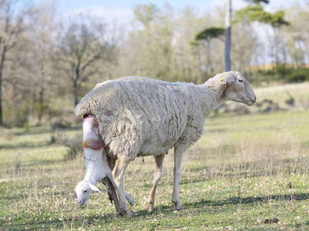 oveja pariendo. - livestock rural scene newborn animal ewe fotografías e imágenes de stock