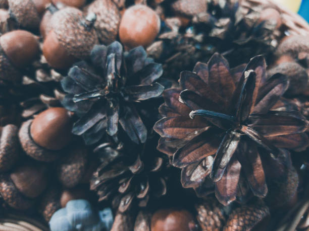 istock Large Natural Pine Cone stock photo 1191114143