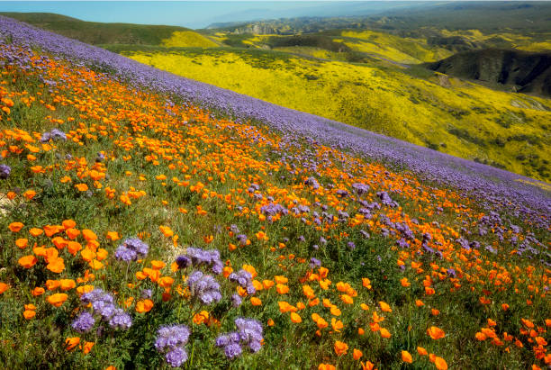 Carrizo Plain National Monument - Blazing Stars of The Show The Carrizo Plain in southeastern San Luis Obispo County, California contains the Carrizo Plain National Monument, largest single native grassland remaining in California. On this hillside, poppies and tansy phacelia gradually give way to endless carpets of yellow hillside daisy. carrizo plain stock pictures, royalty-free photos & images