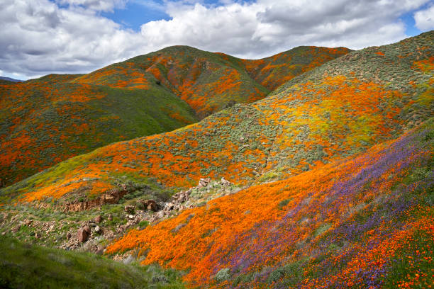 Lake Elsinore Poppy Reserve - Painted Hills The interplay of clouds and light make this a constantly changing tapestry of poppies, mustard, phacelia, and lupine near Lake Elsinore in Southern California carrizo plain stock pictures, royalty-free photos & images