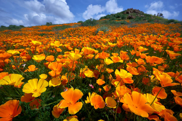 riserva di papavero del lago elsinore - tappeto papavero - poppy field flower california golden poppy foto e immagini stock