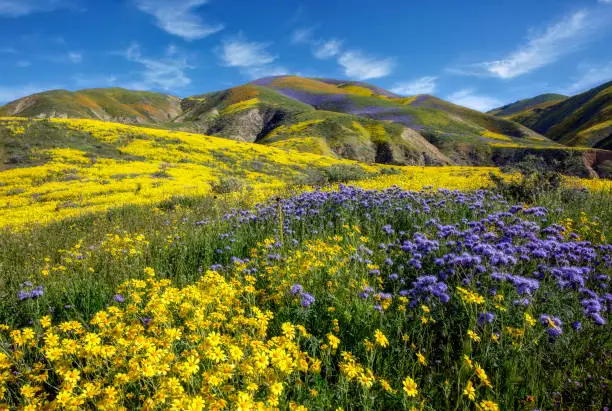 The Carrizo Plain in southeastern San Luis Obispo County, California contains the Carrizo Plain National Monument, largest single native grassland remaining in California. This was an epic superbloom year and colors were splashed everywhere you looked.