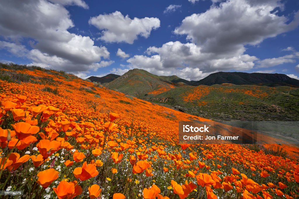 Lake Elsinore Poppy Reserve - Gold and BLue The blue of the sky and billowy clouds provide the perfect backdrop to this superbloom of poppies and popcorn flowers near Lake Elsinore in Southern California; California Golden Poppy Stock Photo