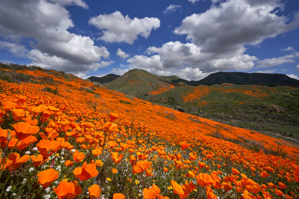 Lake Elsinore Poppy Reserve - Gold and BLue The blue of the sky and billowy clouds provide the perfect backdrop to this superbloom of poppies and popcorn flowers near Lake Elsinore in Southern California; poppy field stock pictures, royalty-free photos & images