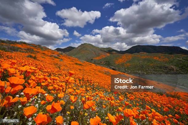Lake Elsinore Poppy Reserve Gold And Blue Stock Photo - Download Image Now - California Golden Poppy, Lake Elsinore, Poppy - Plant