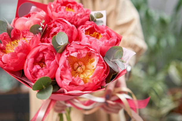 mono ramo de peonías, encanto coral, en manos de las mujeres. moderna tienda de flores. terminado el trabajo de la floristería. entrega de flores recién cortadas de la tienda en línea - multi colored flower red flower head fotografías e imágenes de stock