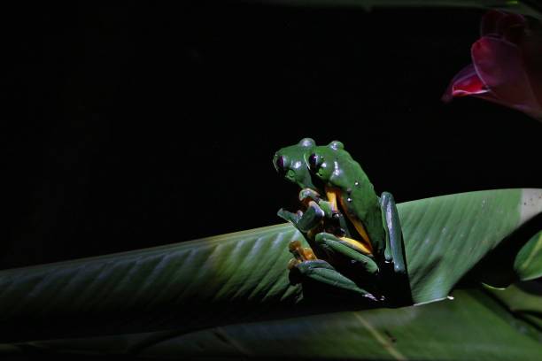 istock red-eyed tree frogs mating by night 1191116104