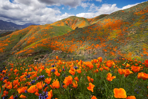 Lake Elsinore Poppy Reserve - Painted Hills The interplay of clouds and light make this a constantly changing tapestry of poppies, mustard, phacelia, and lupine near Lake Elsinore in Southern California foothills photos stock pictures, royalty-free photos & images