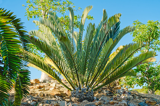 Wood's cycad tree, one of the rarest plants in the world, close up with blue sky background