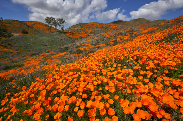 istock Lake Elsinore Poppy Reserve - Goldrush 1191116849