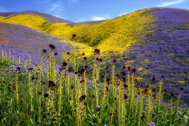 istock Carrizo Plain National Monument - Lighting The Dessert Candles 1191116861