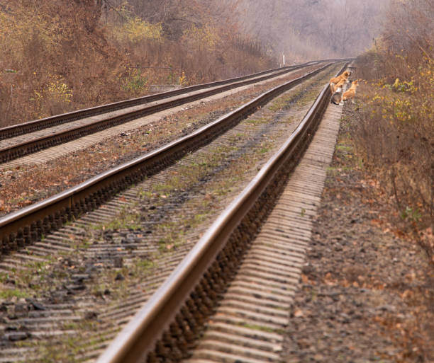 istock A few stray dogs on a railway track 1191117803