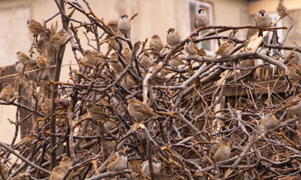 istock A lot of sparrows are sitting on branches 1191117828