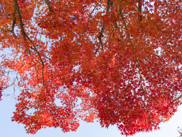 istock Beautiful Seasonal Color 1191122616