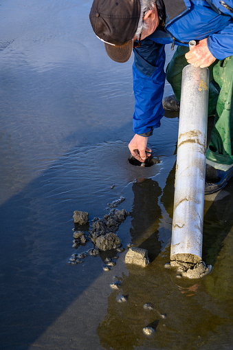 Senior man picking up razor clam from freshly dug hole, Ocean Shores, Washington State, USA