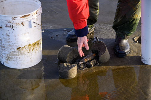 Senior woman picking up razor calm from freshly dug out sand, Ocean Shores, Washington State, USA