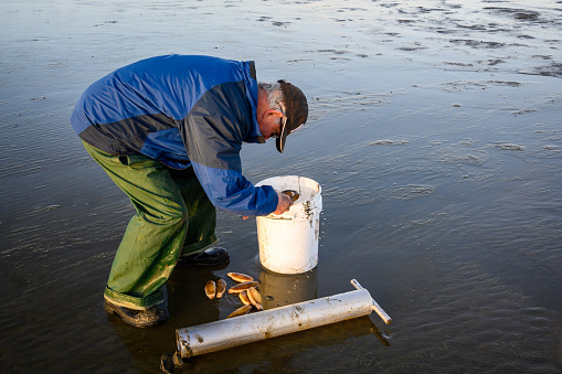 Senior man picking up freshly rinsed off razor clams to put back in bucket, Ocean Shores, Washington State, USA