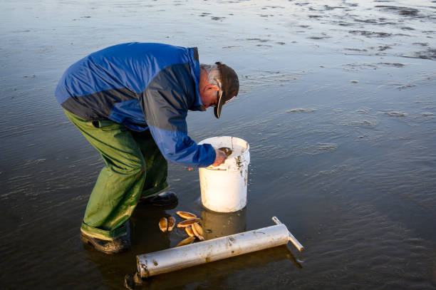 Clam Digging Senior man picking up freshly rinsed off razor clams to put back in bucket, Ocean Shores, Washington State, USA razor clam stock pictures, royalty-free photos & images