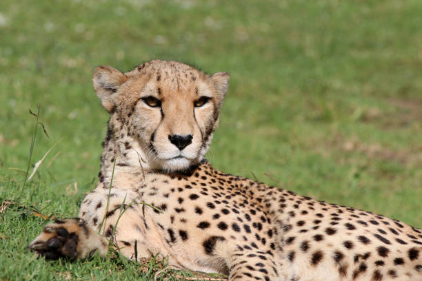 istock Cheetah (Acinonyx jubatus) in South Africa 1191123550
