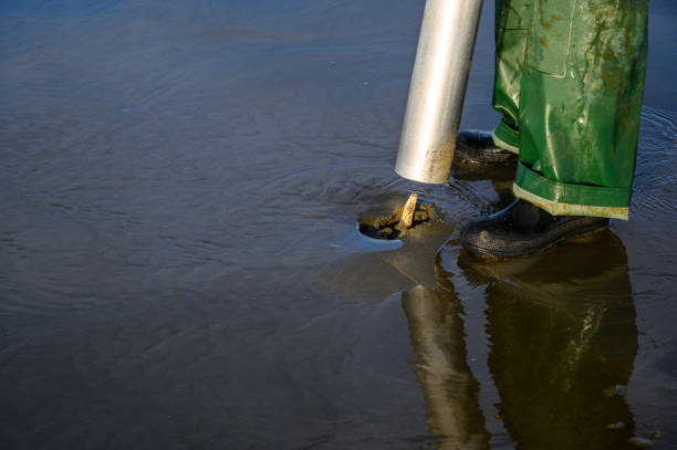 Clam Digging Senior man using clam gun to dig razor clams at the beach, clam peeking out of hole, Ocean Shores, Washington State, USA razor clam stock pictures, royalty-free photos & images