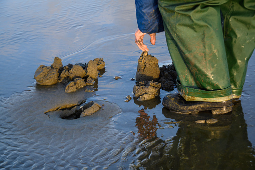 Senior man picking up razor calm from freshly dug out sand, Ocean Shores, Washington State, USA