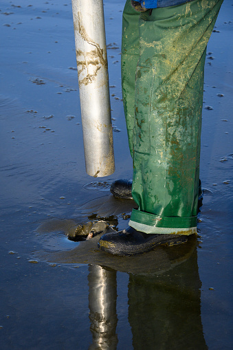 Senior man using clam gun to dig razor clams at the beach, clam peeking out of hole, Ocean Shores, Washington State, USA