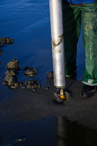 Senior man using clam gun to dig razor clams at the beach, clam peeking out of hole, Ocean Shores, Washington State, USA