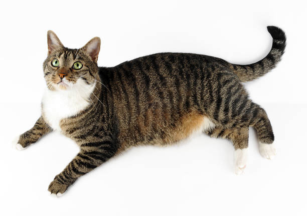 istock European cat on white background (Gatto disteso) 119112511