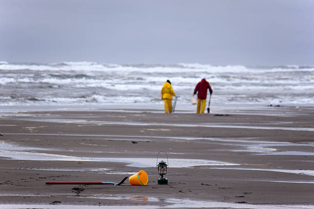 Two Clammers on the Hunt Two people walk out toward the ocean to look for razor clams on an overcast day. razor clam stock pictures, royalty-free photos & images