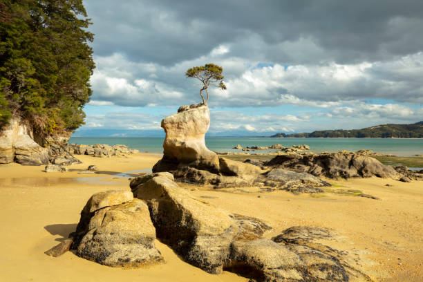 istock Lone tree, Tinline Bay, New Zealand 1191127132