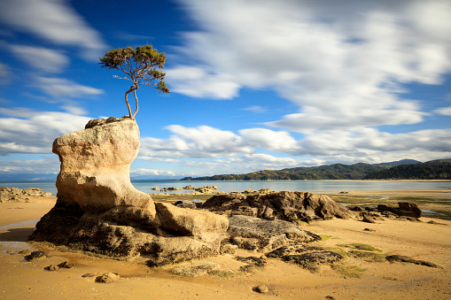 A lone tree grows on the top of a rock in Tinline Bay in the Abel Tasman National Park on the South Island of New Zealand. This bay is along the Abel Tasman Coast track, about 2 km from the start of the track in Marahau. At high tide the tree is surrounded by water. This is a long exposure (30 seconds) taken mid afternoon.