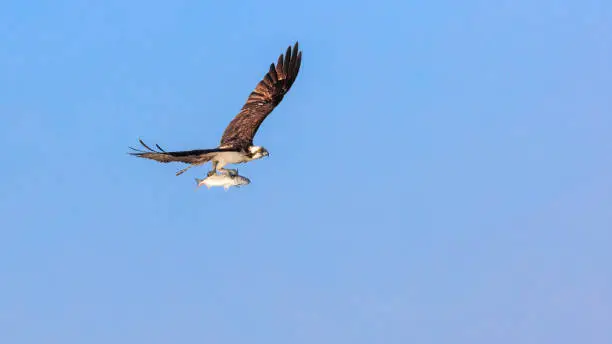 Photo of Flying osprey with fish against blue sky, Florida, USA
