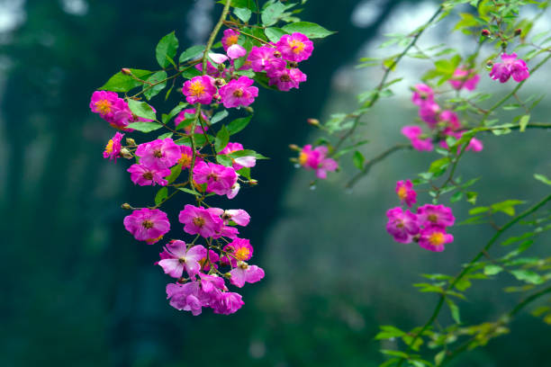 istock Bright pink roses on a rainy day. 1191130191