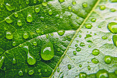 Close up photo of water drops on a green leaf