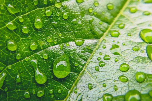 Close up photo of water drops on a green leaf Fresh looking photo of rain drops on a healthy leaf. carbon neutrality photos stock pictures, royalty-free photos & images