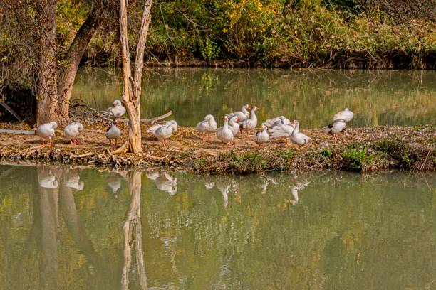 istock Ducks in the Tagus River, Aranjuez. madrid Spain 1191134733