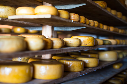 Ordered pattern of Dutch Gouda cheeses ripening on wooden shelves in a traditional cheese farm