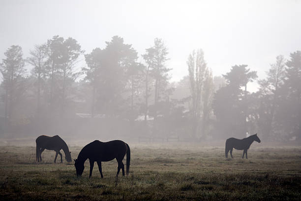istock Horses in the Mist 119114000