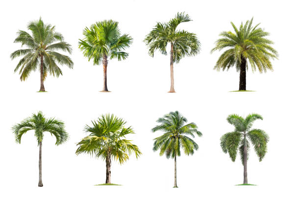 istock Coconut and palm trees Isolated tree on white background , 1191142713