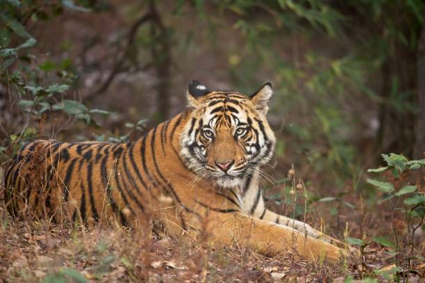 istock Eighteen Month old male tiger cub 1191143632